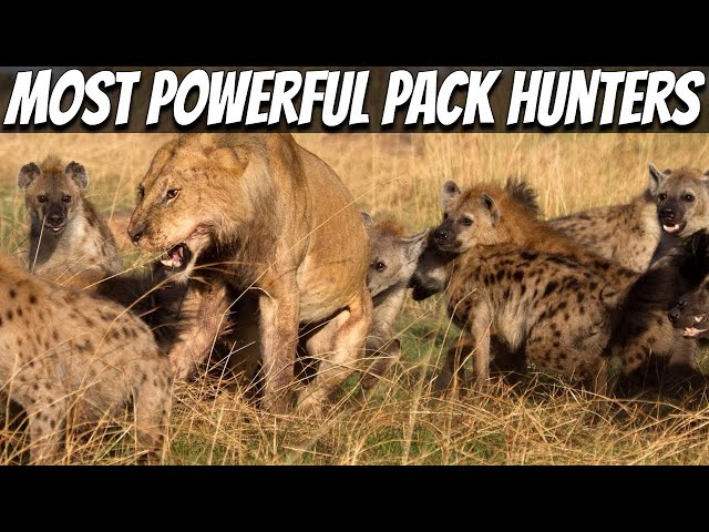 9 Most Powerful Pack Hunters in The World