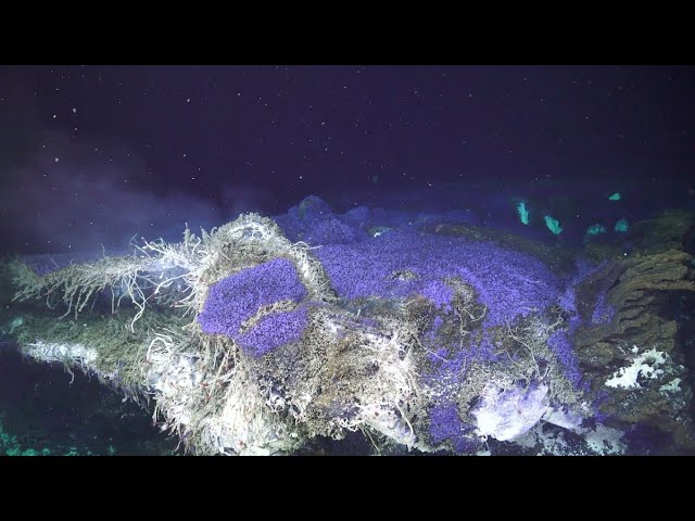 Investigating the world of microbes with ROV Jason