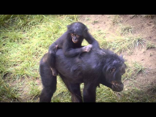 Playtime with Baby Bonobo Belle