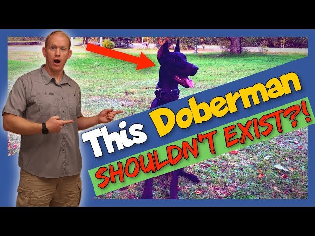 Rare All-Black Dobermans: Should They Even Exist?