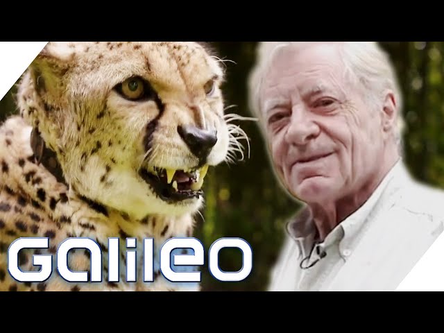 Der deutsche Tiger King?! Hans-Peter Gaupp hält Raubkatzen in einem Hotel | Galileo | ProSieben
