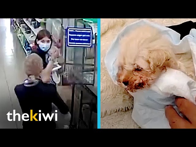 Criminal steals a puppy from a store and cruelly punishes its owner