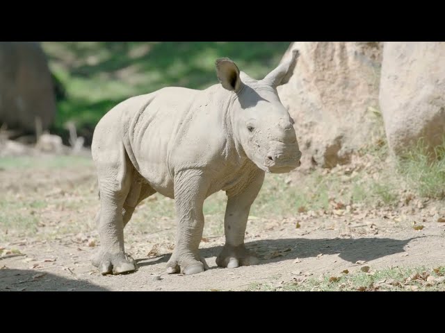 Winsome southern white rhino calf shows off his wallowing skills | San Diego Zoo Safari Park