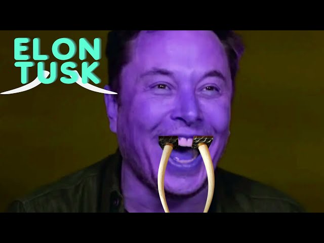 Elon Tusk