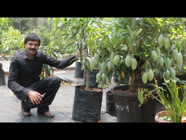 ഇങ്ങനെ ചെയ്താൽ മാവിൻ തൈകൾ വേഗത്തിൽ കായപിടിക്കും Mango tree training | MS Kottayil
