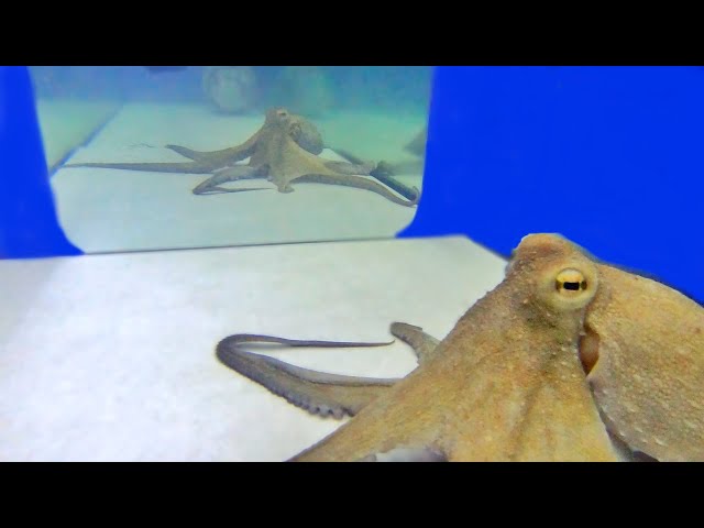 Octopus Mirror Test 2 - VIEWER REQUEST