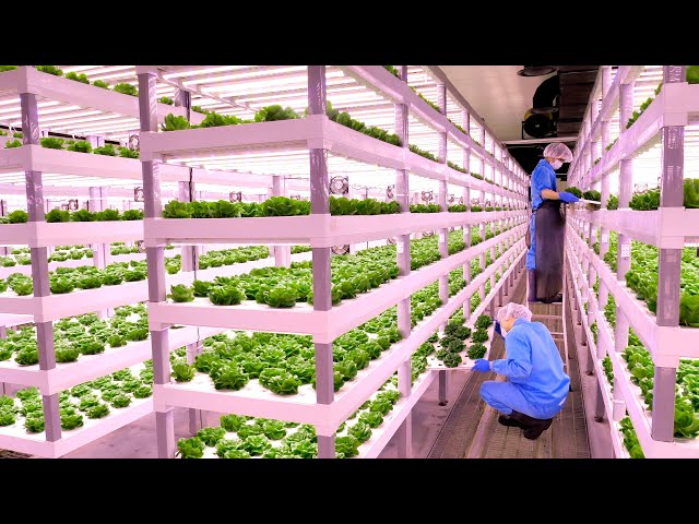 The process of a Korean scientist growing fresh vegetables and delivering them to your home.