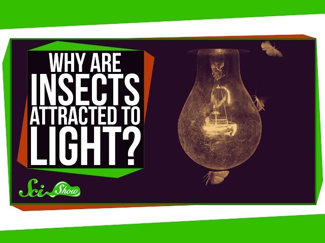 Why are Insects Attracted to Light?