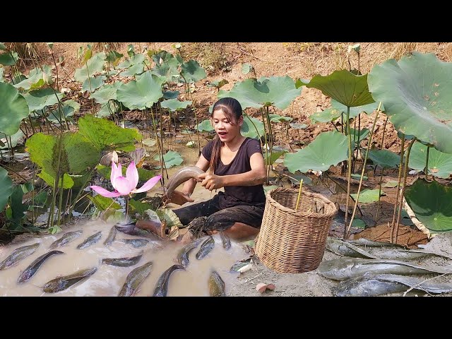 Survival Skill by Catching many  catfish in the mud & Cooking for jungle food