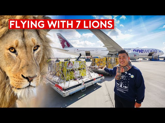 Special Rescue Flight - Flying With 7 Lions on Qatar Airways B777
