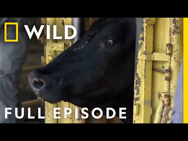 A Dairy Cow Emergency (Full Episode) | The Hatcher Family Dairy