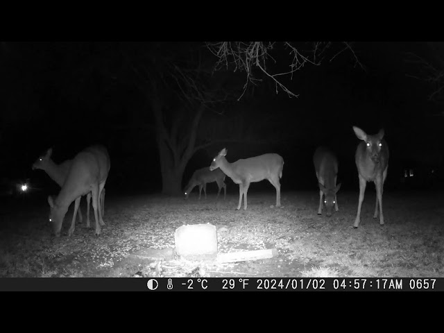 January 2nd 2023 Trail Camera Compilation Part S