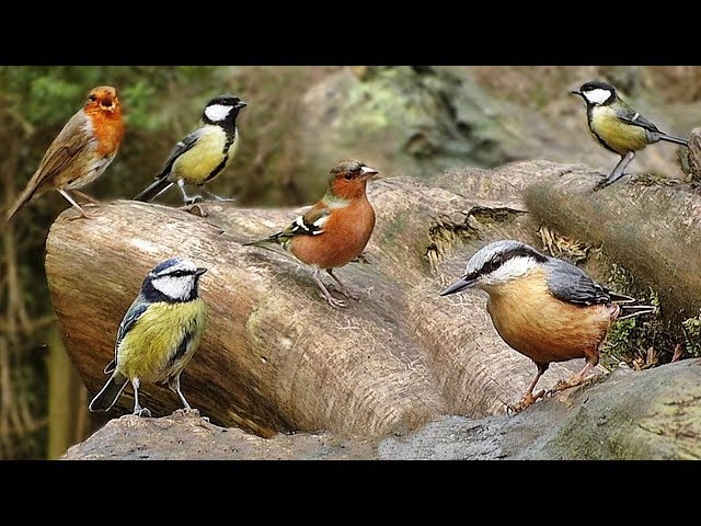 Bird Sounds and Birds Flying in Slow Motion - One Hour