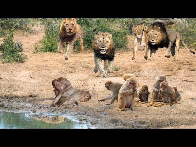 LIONS AMBUSH MONKEY | Flee To Survive