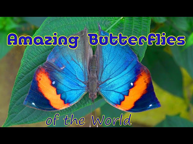The World's most Amazing Butterflies
