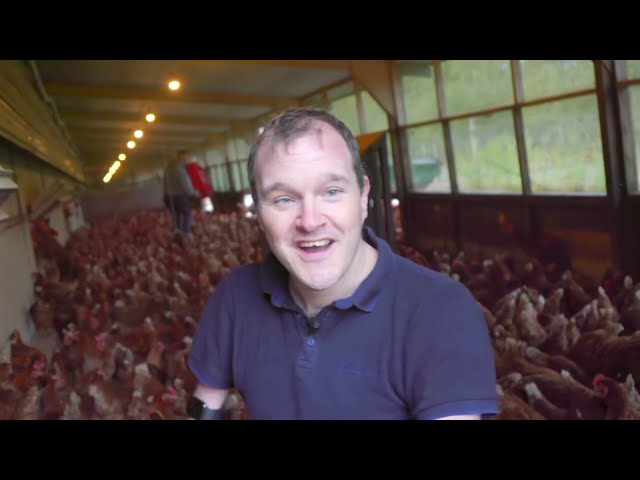 Millions Of Insects On The Chicken Farm - BBC Click