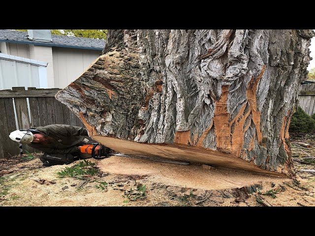 Extreme Dangerous Felling Huge Tree Stihl Chainsaw Machines, Fastest Tree Cutting Down Skill Working