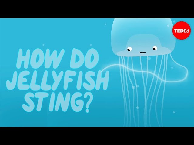 How does a jellyfish sting? - Neosha S Kashef