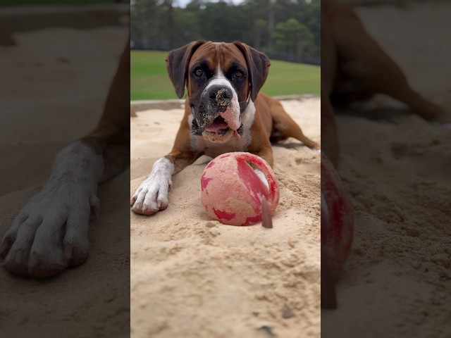 Happy #dogs #playing in the #sand #dogsofyoutube