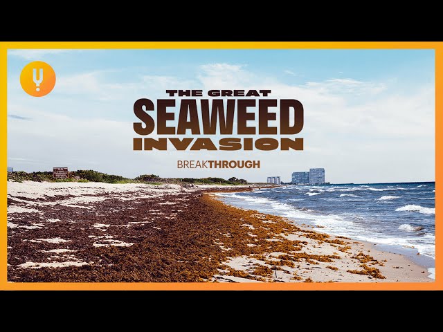 The Great Seaweed Invasion | Breakthrough