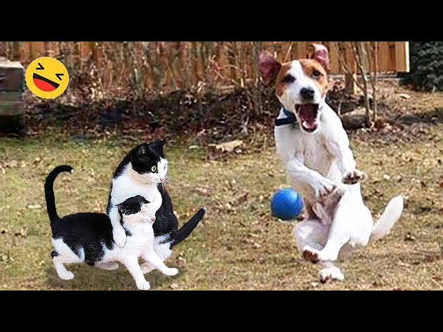 Funny Dogs And Cats Videos 2023 😅 - Best Funniest Animal Videos Of The week #3