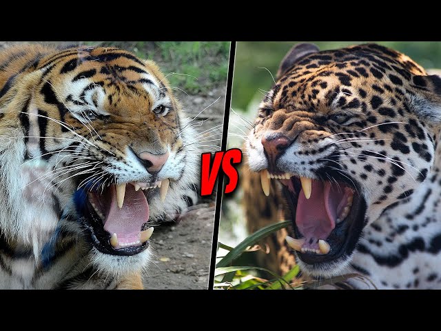 TIGER VS JAGUAR - Who Would Win?
