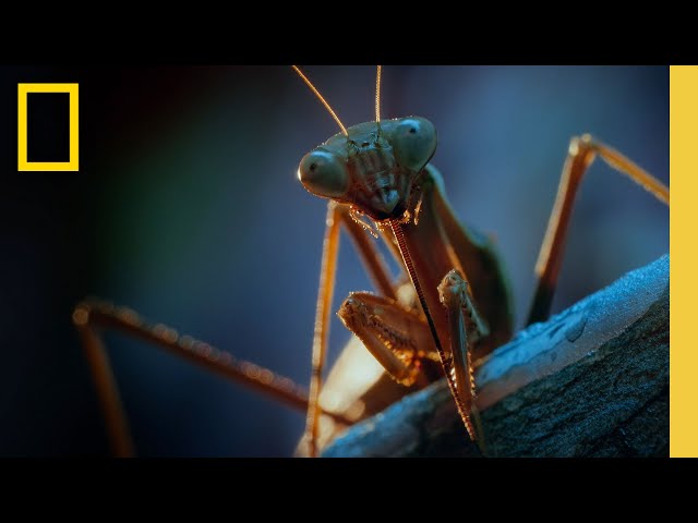 Night Time in the City From a Bugs POV | A Real Bug's Life | National Geographic