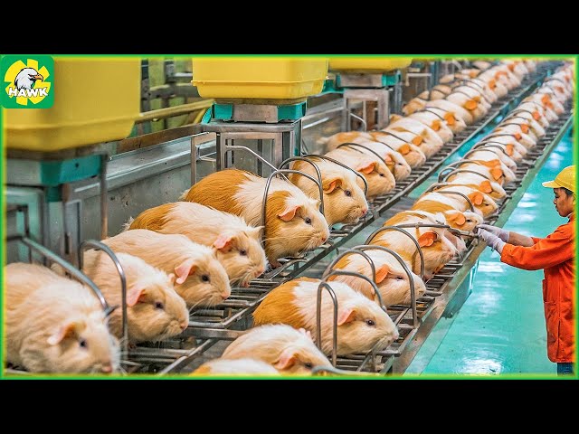 🐁 How Farmers Raise and Process Millions of Guinea Pigs | Processing Factory