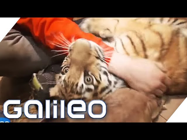 Ein Tiger als Haustier | Galileo | ProSieben