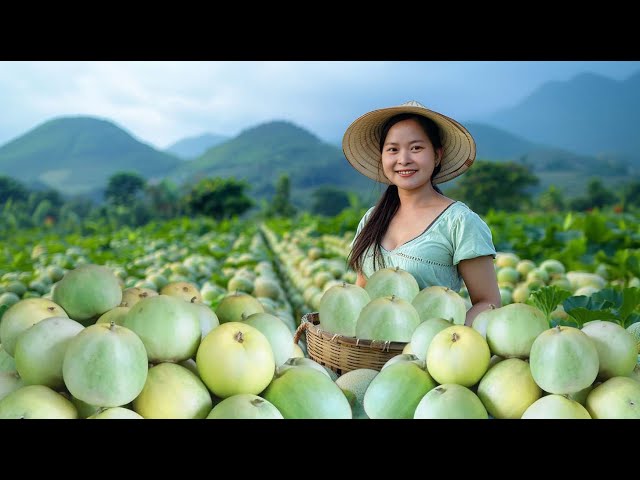 Harvest Honeydew Melons Goes To Market Sell - DIY Trellis For Vegetables - Couple Building Life
