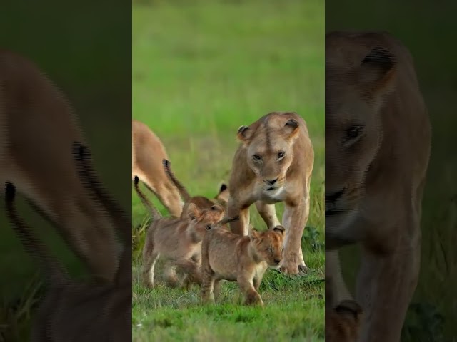 A mother lion and her cubs stroll through the woodland & Meditation music #shorts #animals
