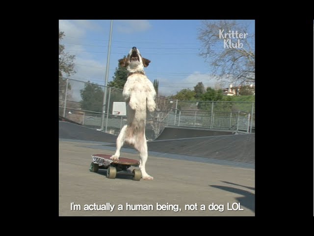 This Dog Is So Good At Riding Skateboard | Kritter Klub