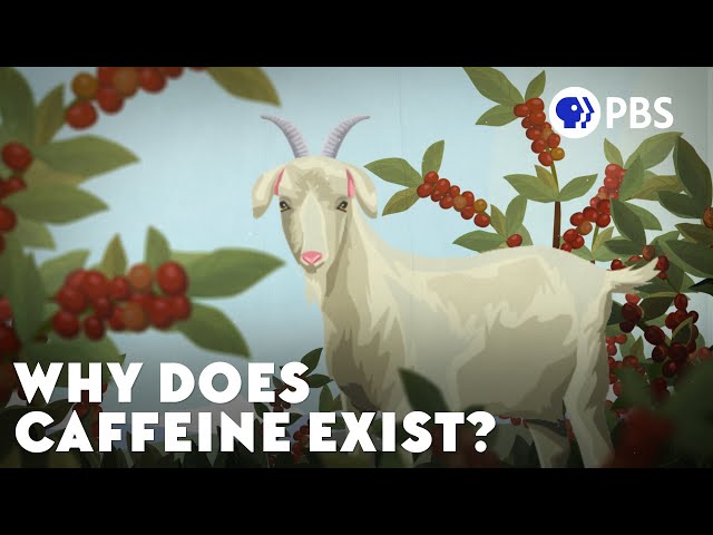 Why Does Caffeine Exist?