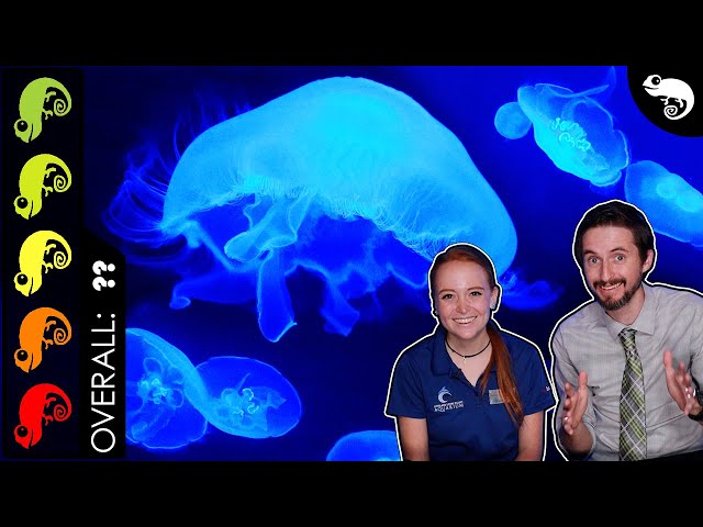 Moon Jellyfish, The Best Pet Lava Lamp?