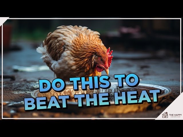 8 Ways to Keep Your Hens Cool During The summer