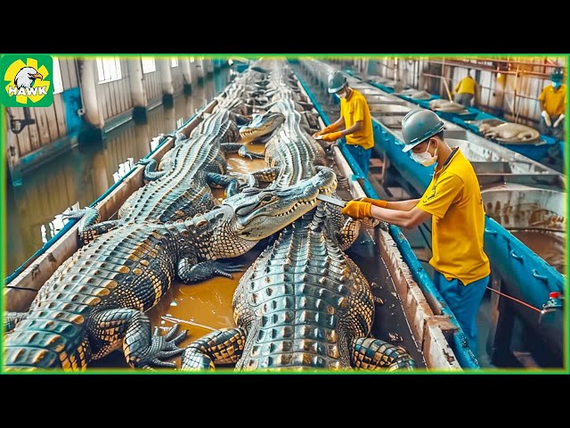 🐊 How Farmers Earn 30 Million USD from Processing Crocodile Meat | Processing Factory