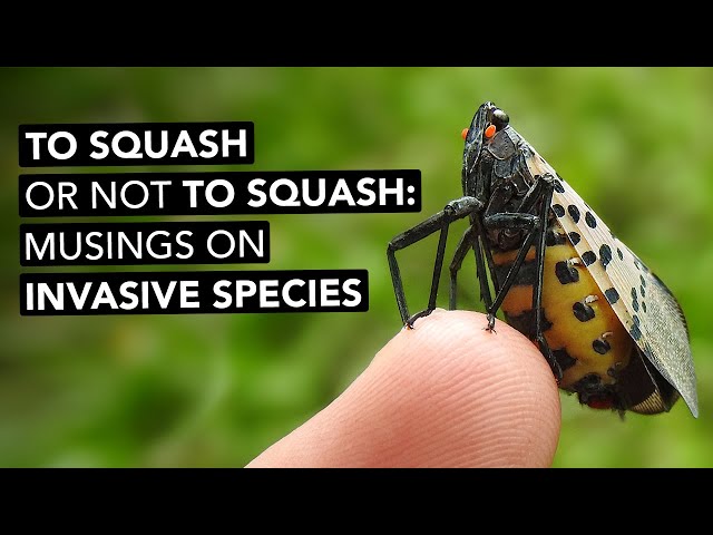 To Squash Or Not To Squash — Musings On Invasive Species
