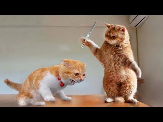 Funny Animals! 🐒 Cats Fighting 😾 Dogs Fighting 🐶