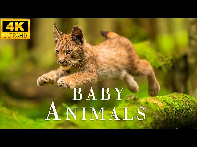Baby Animals Parts 6 - Top 50 Cutest Baby Animals - 4K UHD Real - Relaxing Nature Sounds.