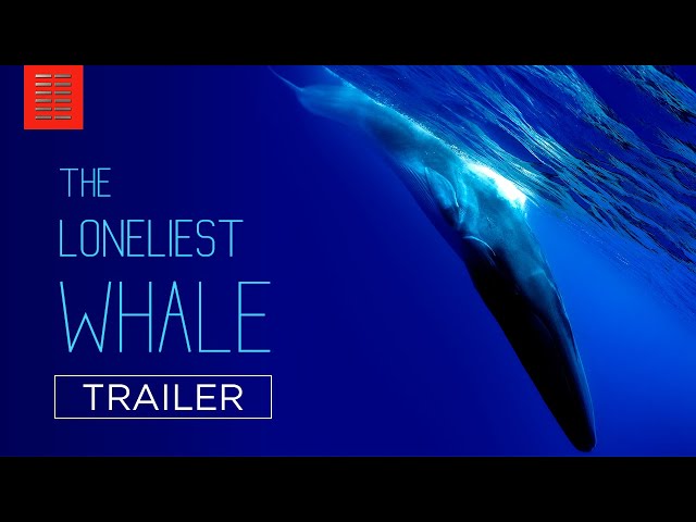 THE LONELIEST WHALE | Official Trailer | Bleecker Street