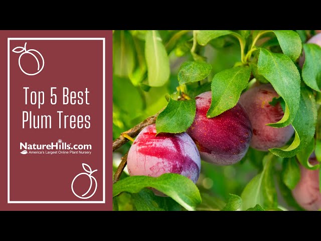 Top 5 Best Plum Trees | NatureHills.com