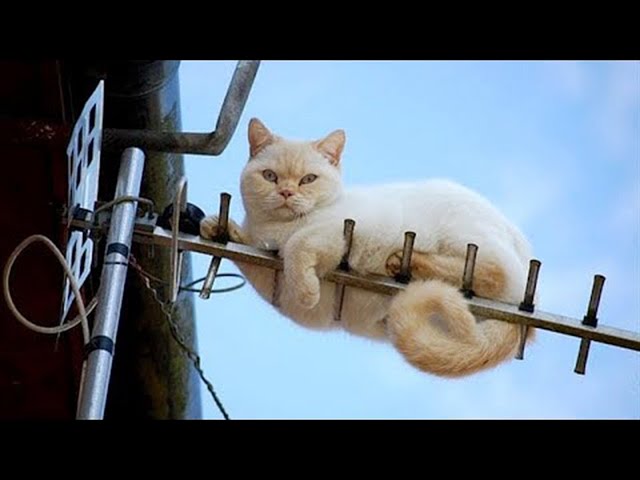 The weirdest cat in the world -  Funny Cat Moments 2024