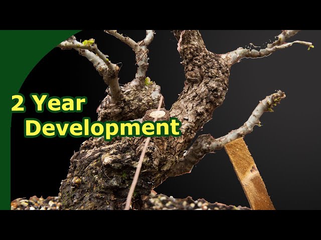 Developing Elm Bonsai (Timelapse trunk to bonsai)
