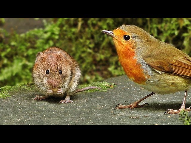 Videos for Cats to Watch Mice : Mouse vs Birds