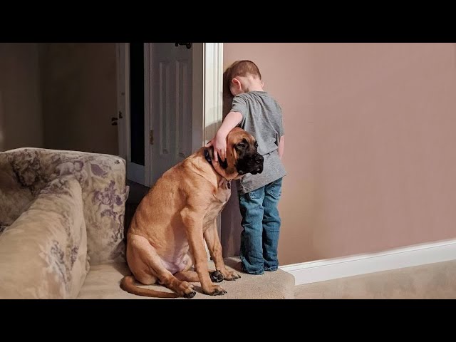When we become best friends  - Cute dog and their little friends
