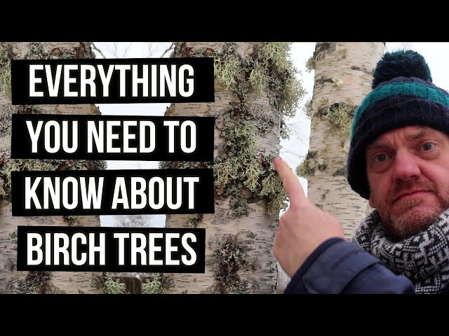 Silver/White Birch Trees are Amazing - Find Out Why.