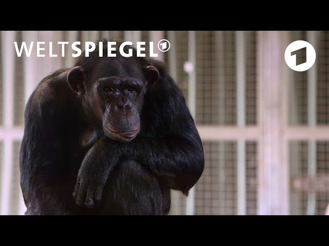 Gnadenhof für Schimpansen aus Tierversuchen