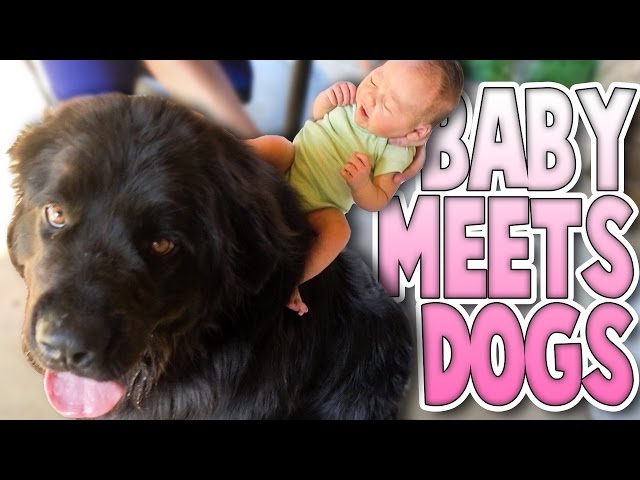BABY RIDES DOG | Family Baby Vlog