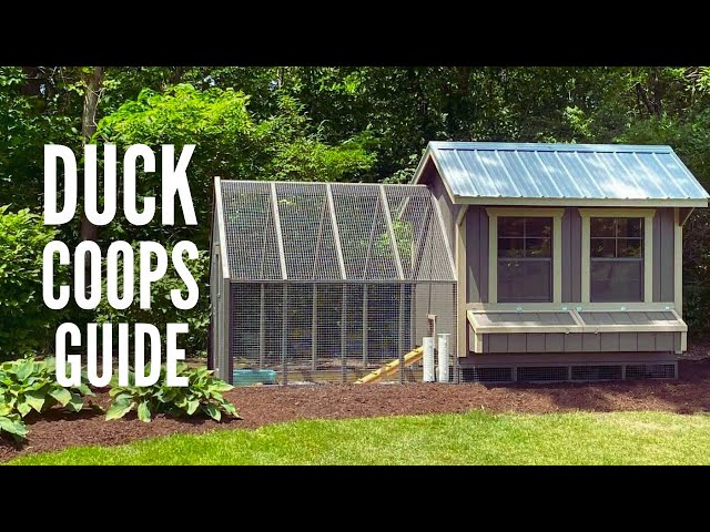 Duck Coops: 15 Tips to Design the Perfect Coop for Your Ducks