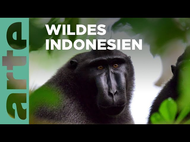 Indonesien - Archipel der Drachen | Unsere Erde, der mysteriöse Planet Reupload | ARTE Family